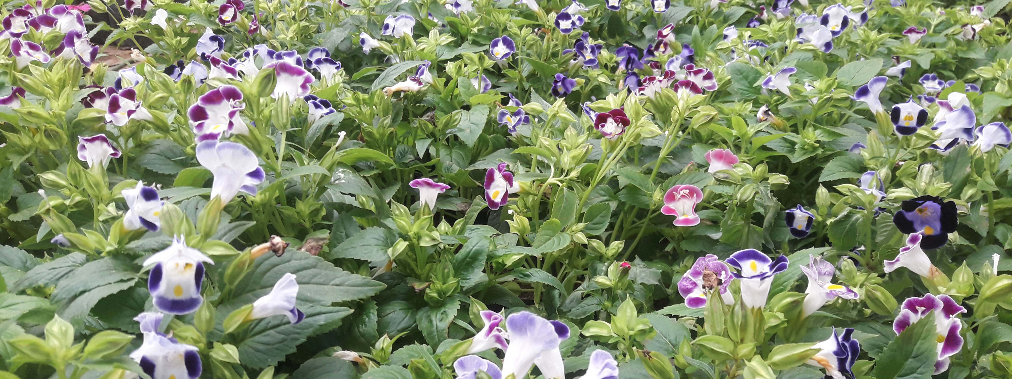 polwatta plant nursery image-slider2