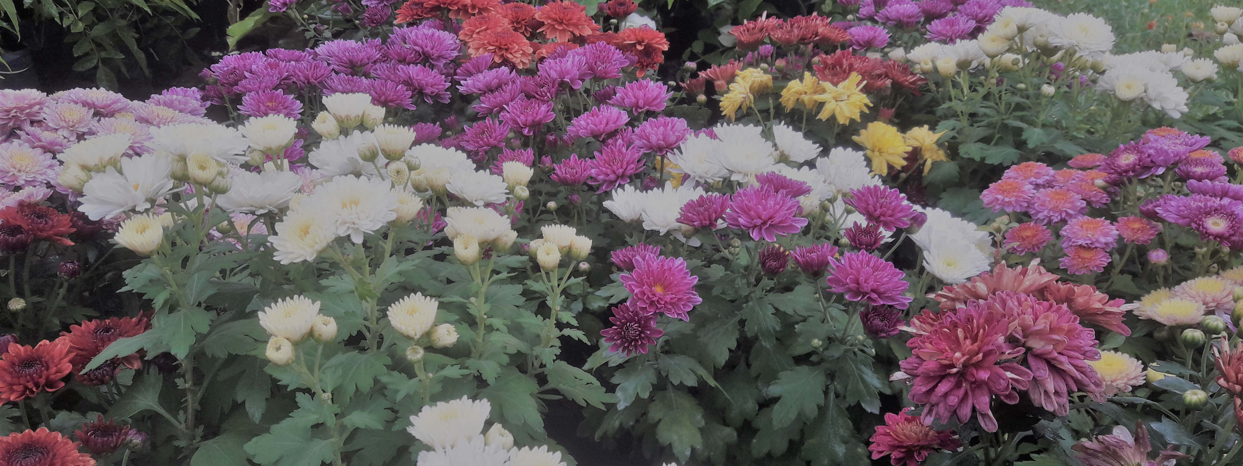polwatta plant nursery image-slider3