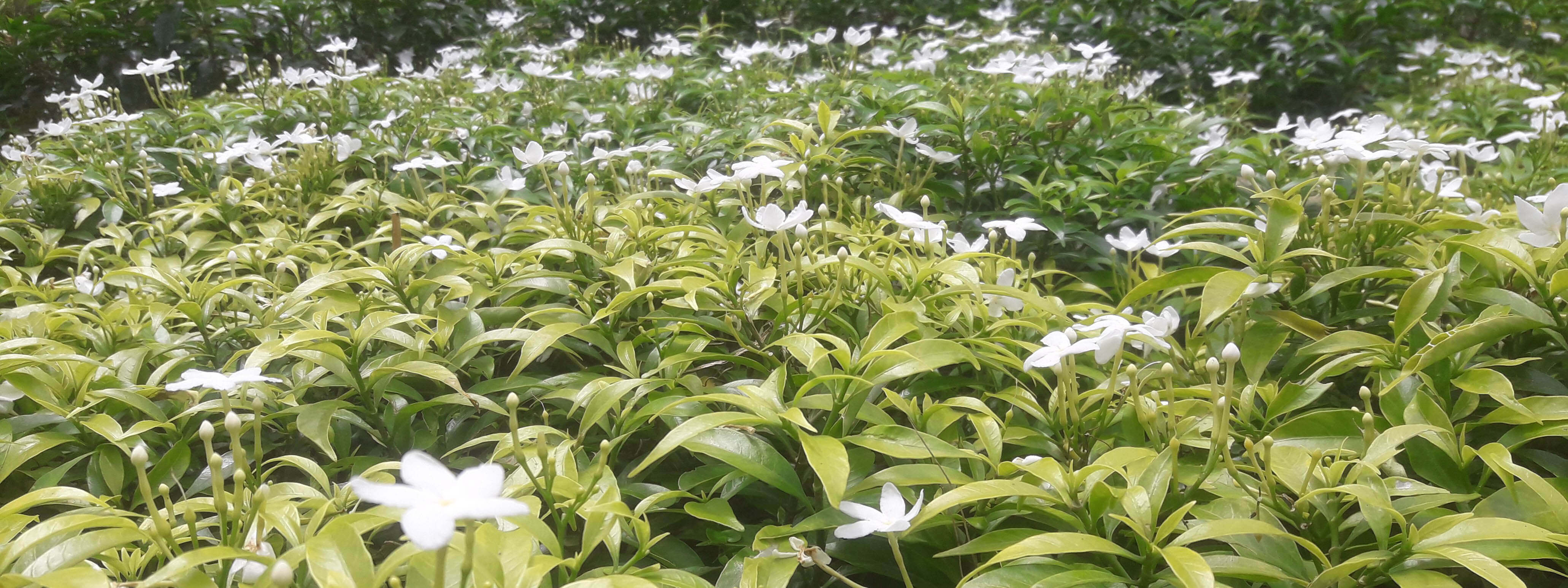 polwatta plant nursery image-slider4