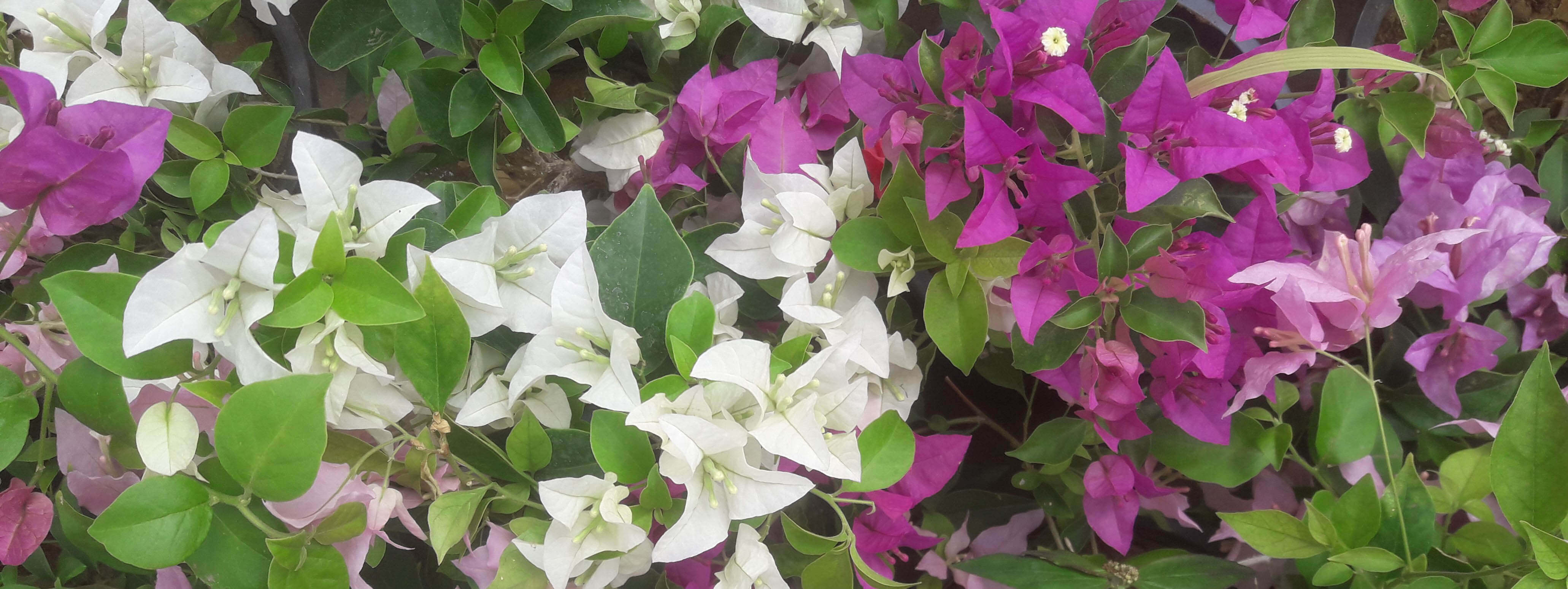 polwatta plant nursery plant nursery in sri lanka