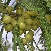 polwatta plant nursery fruit