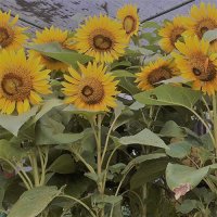 polwatta plant nursery image-slider stripe10