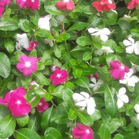 polwatta plant nursery image-slider stripe11