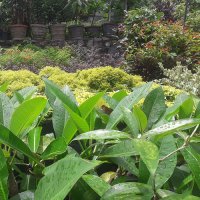 polwatta plant nursery image-slider stripe14