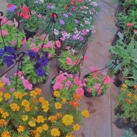 polwatta plant nursery image-slider stripe3