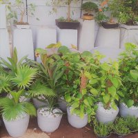 polwatta plant nursery image-slider stripe4