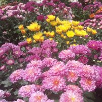 polwatta plant nursery image-slider stripe6