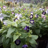 polwatta plant nursery image-slider stripe7
