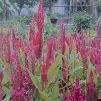 polwatta plant nursery image-slider stripe8