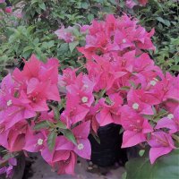 polwatta plant nursery image-slider stripe9